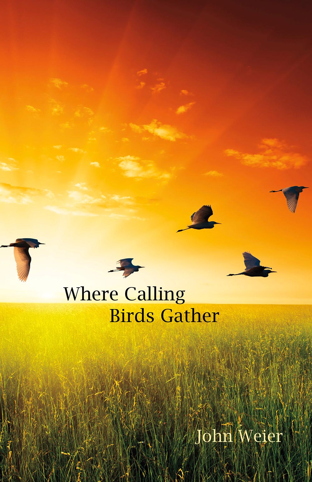 Where Calling Birds Gather